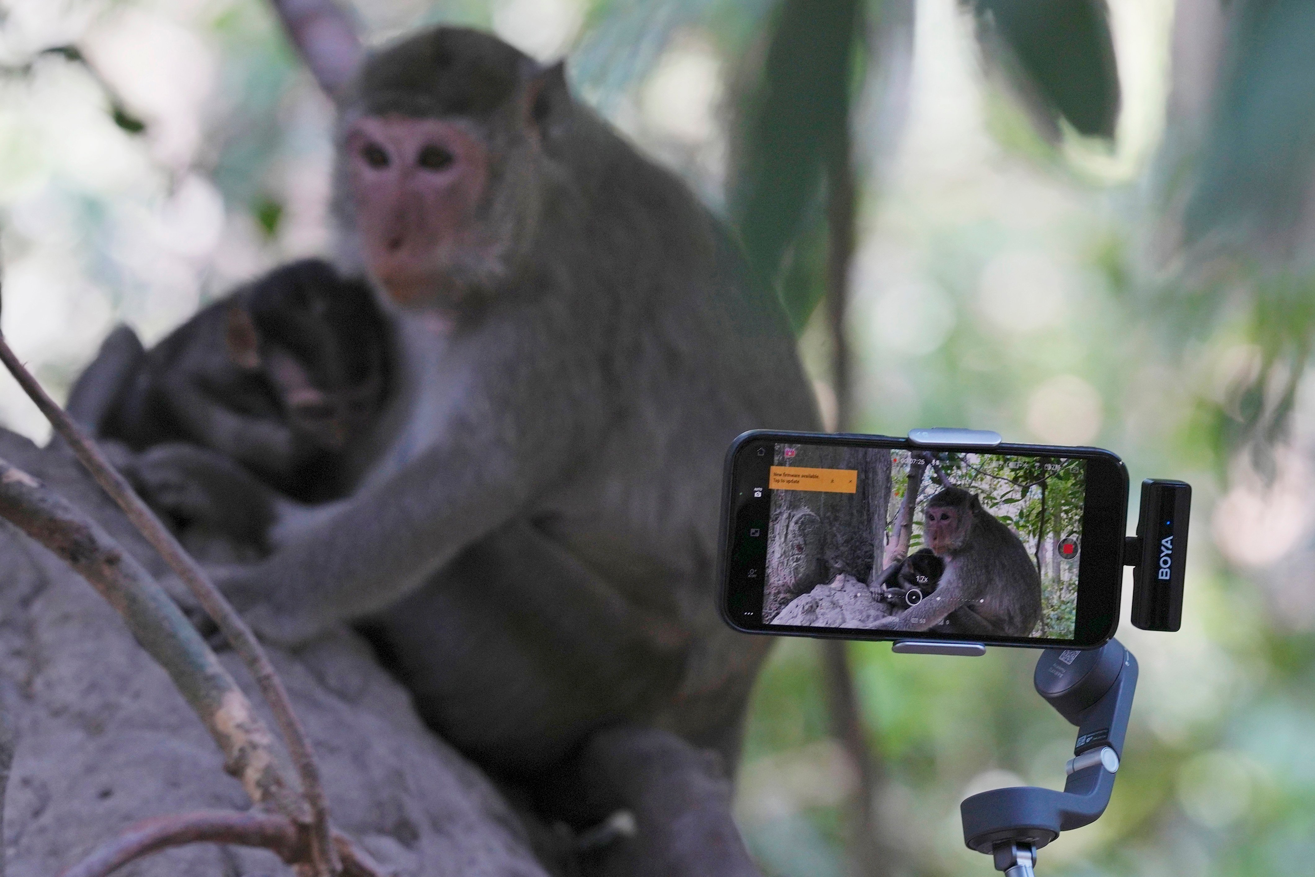 YouTubers increasingly abuse monkeys at the Angkor UNESCO site for clicks – NBC10 Philadelphia - Vimarsana News