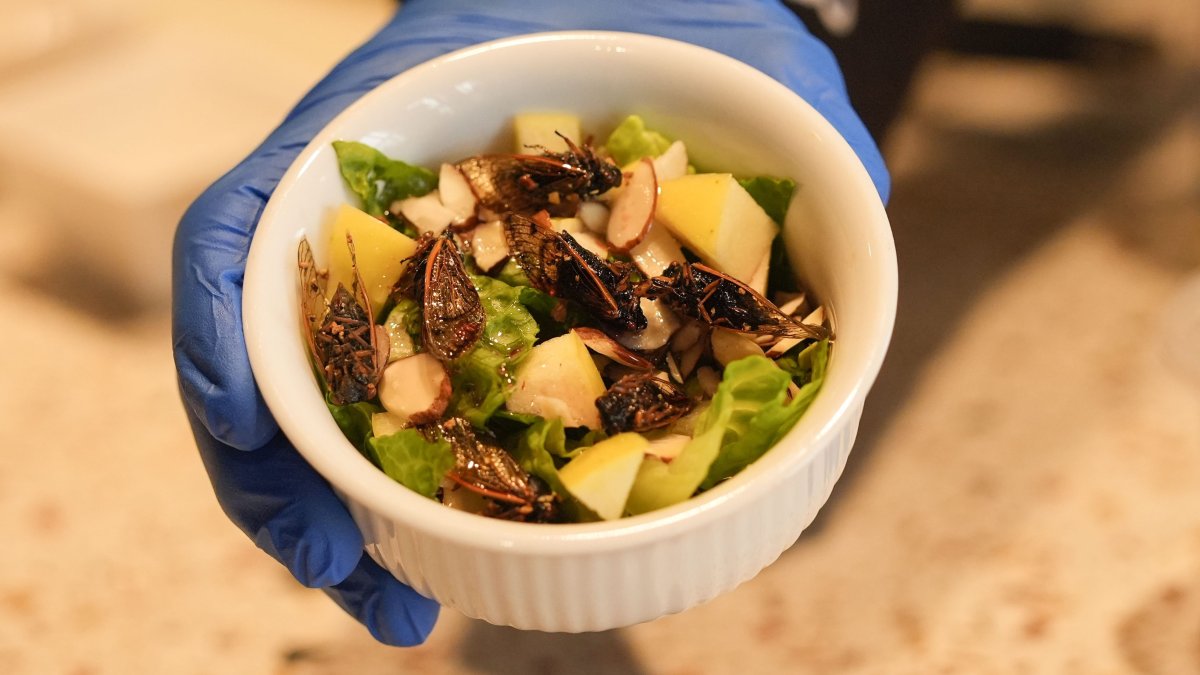 New Orleans cafe offers insect-based treats with cicadas, crickets, more – NBC10 Philadelphia - Vimarsana News