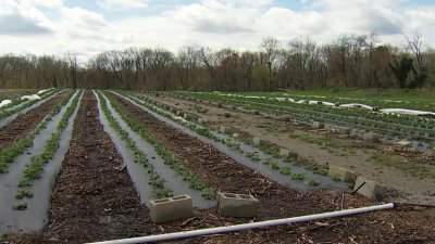 NJ farm, other local growers face challenges due to climate change