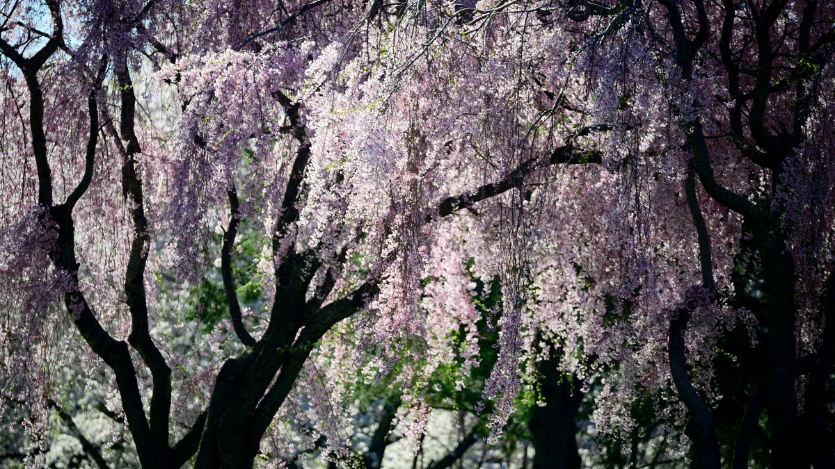 Your guide to free 2024 Subaru Cherry Blossom Festival in Philly – NBC10 Philadelphia - Vimarsana News