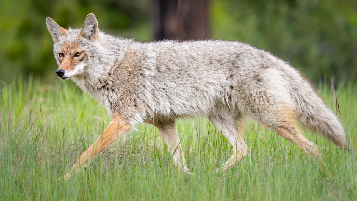 Coyote Sightings in Montgomery Co., Pa. What to do if you see one ...