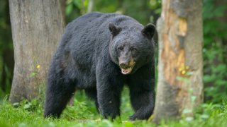 A large boar, or male, black bear (Ursus americanus) walks along the edge of the forest in low light. Spring is mating season for black bears, and males will range across 60 square miles in order to find a mate.