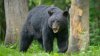 Black bear spotted roaming New Jersey town, residents encourage not to leave out food