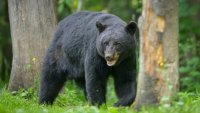 Black bear spotted roaming New Jersey town, residents encourage not to leave out food