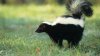 Dog quarantined after killing rabid skunk in NJ yard, officials say