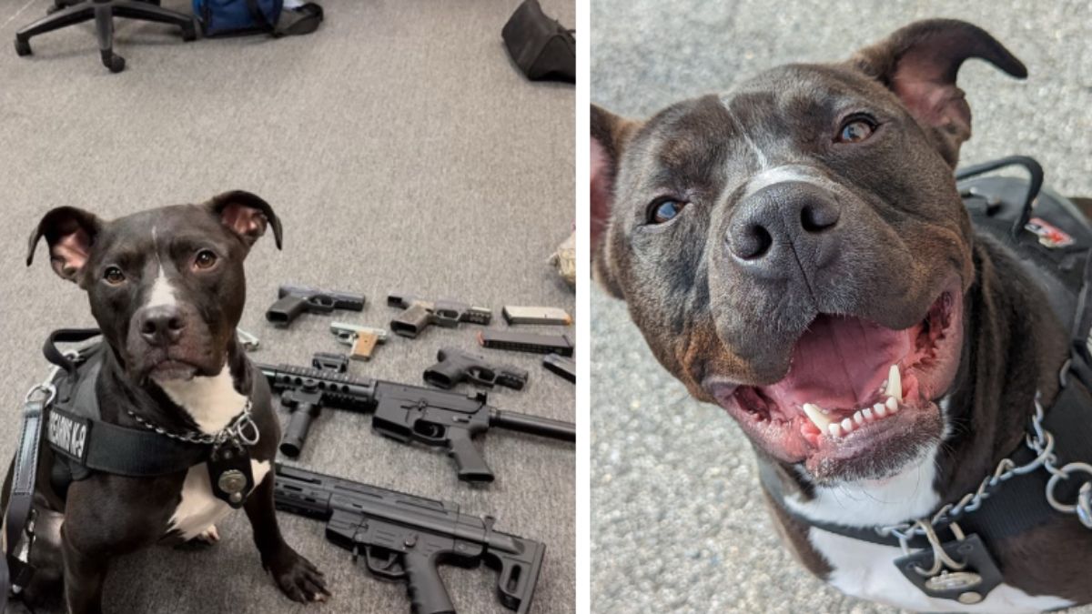 Dog adopted by Pa. cop becomes K-9, helps find illegal firearms