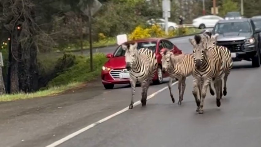 Zebras running on a highway in Washington.