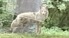 Officials catch coyote after dog snatched in Delaware County, another possibly still in the area