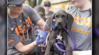Great Danes rescued from breeding operation looking for foster families in Pennsylvania