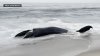 Humpback whale washes up dead on South Jersey beach