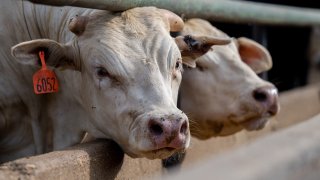 Cows are seen standing in a feedlot on June 14, 2023 in Quemado, Texas.