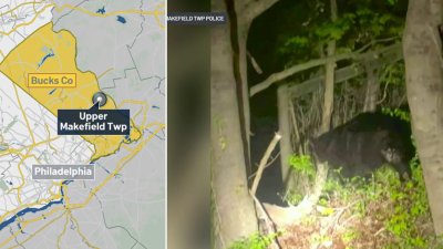 Police officer spots black bear in Bucks County