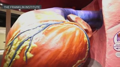 Franklin Institute's Giant Heart to close for months. Here's what will come next