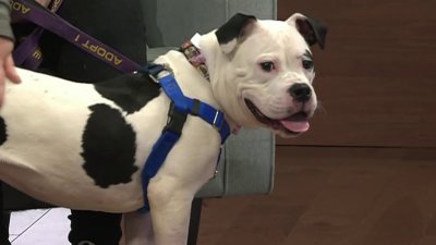 Clear the Shelters: Meet Mooie