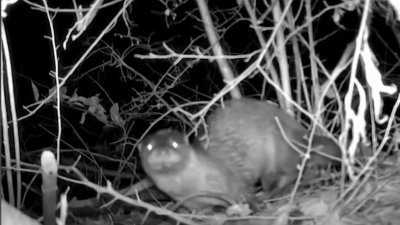 American river otter captured on Chester County cam