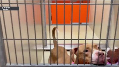 ACCT Philly offers $10 adoption fees in hopes of finding new homes for pets