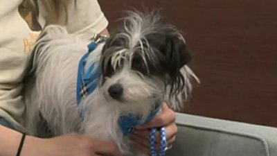 Clear the Shelters: Meet Gus