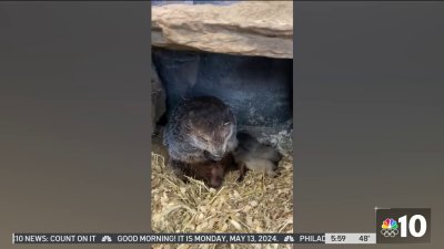 Pa.'s Punxsutawney Phil becomes dad to ‘Sunny', ‘Shadow' groundhogs