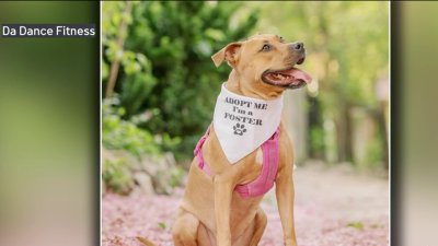 The ‘paw'-fect event for animal lovers who love to dance