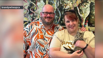 Kitten found wrapped in duct tape finds forever home