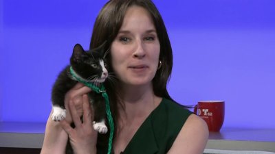 Clear the Shelters: Happy Caturday!
