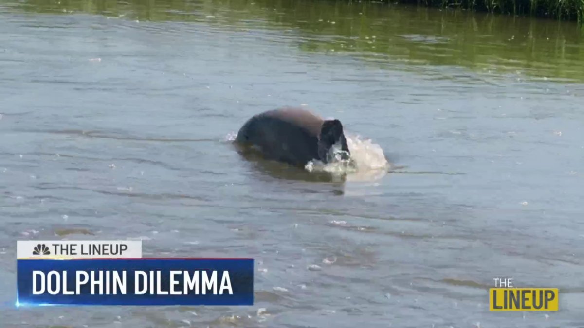 Dolphin dilemma near Jersey Shore: The Lineup – NBC10 Philadelphia