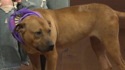 Clear the Shelters: Meet Sugar Baby