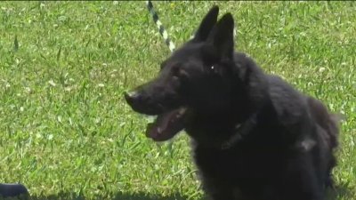 Former military, working dogs looking for new homes after being rescued from deplorable conditions