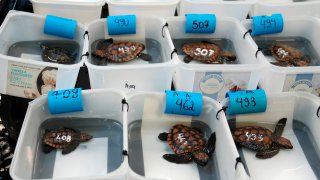 Turtle hatchlings at the Turtle Conservation Centre at the Two Oceans Aquarium in Cape Town, South Africa, Tuesday, April 23, 2024.​ The aquarium is stretched beyond capacity after more than 500 baby sea turtles were washed onto beaches by a rare and powerful storm and rescued by members of the public (AP Photo/Nardus Engelbrecht)