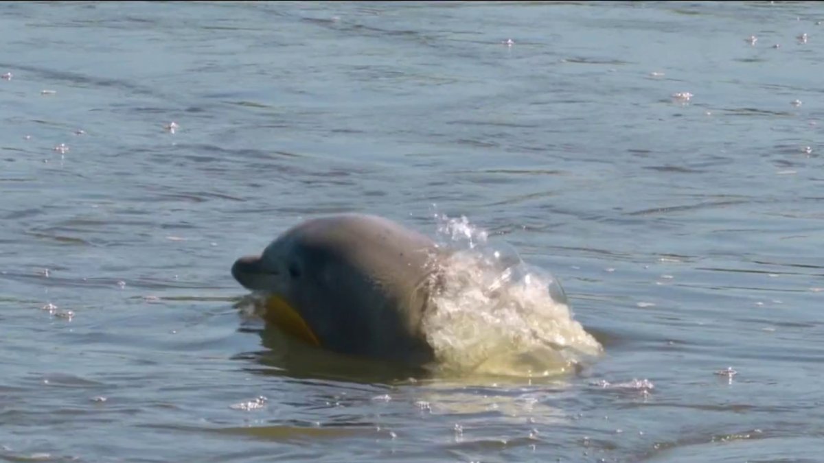 Bottlenose dolphin ends up stuck in Cape May County creek – NBC10 ...