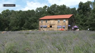Love lavender? Look no further than this Bucks County farm