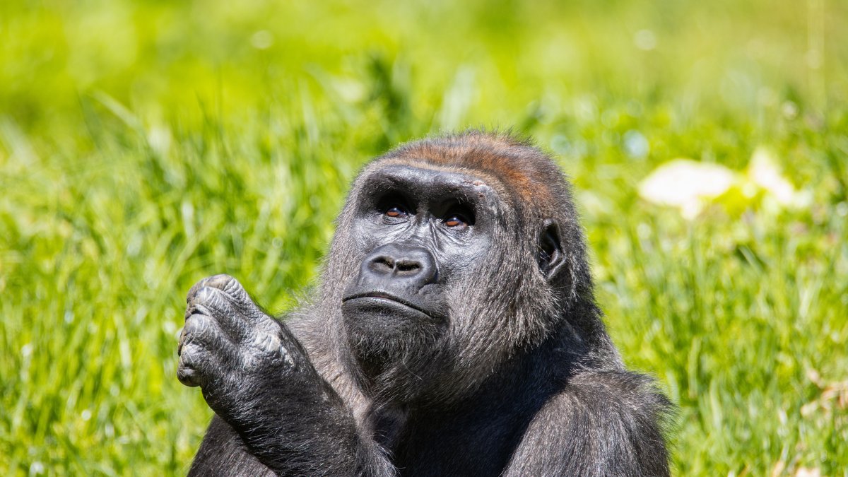 Philadelphia Zoo welcomes endangered western lowland gorilla