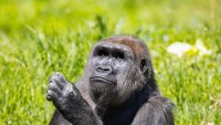 Philadelphia Zoo welcomes critically endangered western lowland gorilla