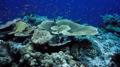 From our tables to our medicine cabinets, we literally owe trillions to coral reefs