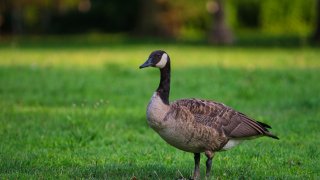 Close-up of goose on field in New Jersey, United States.