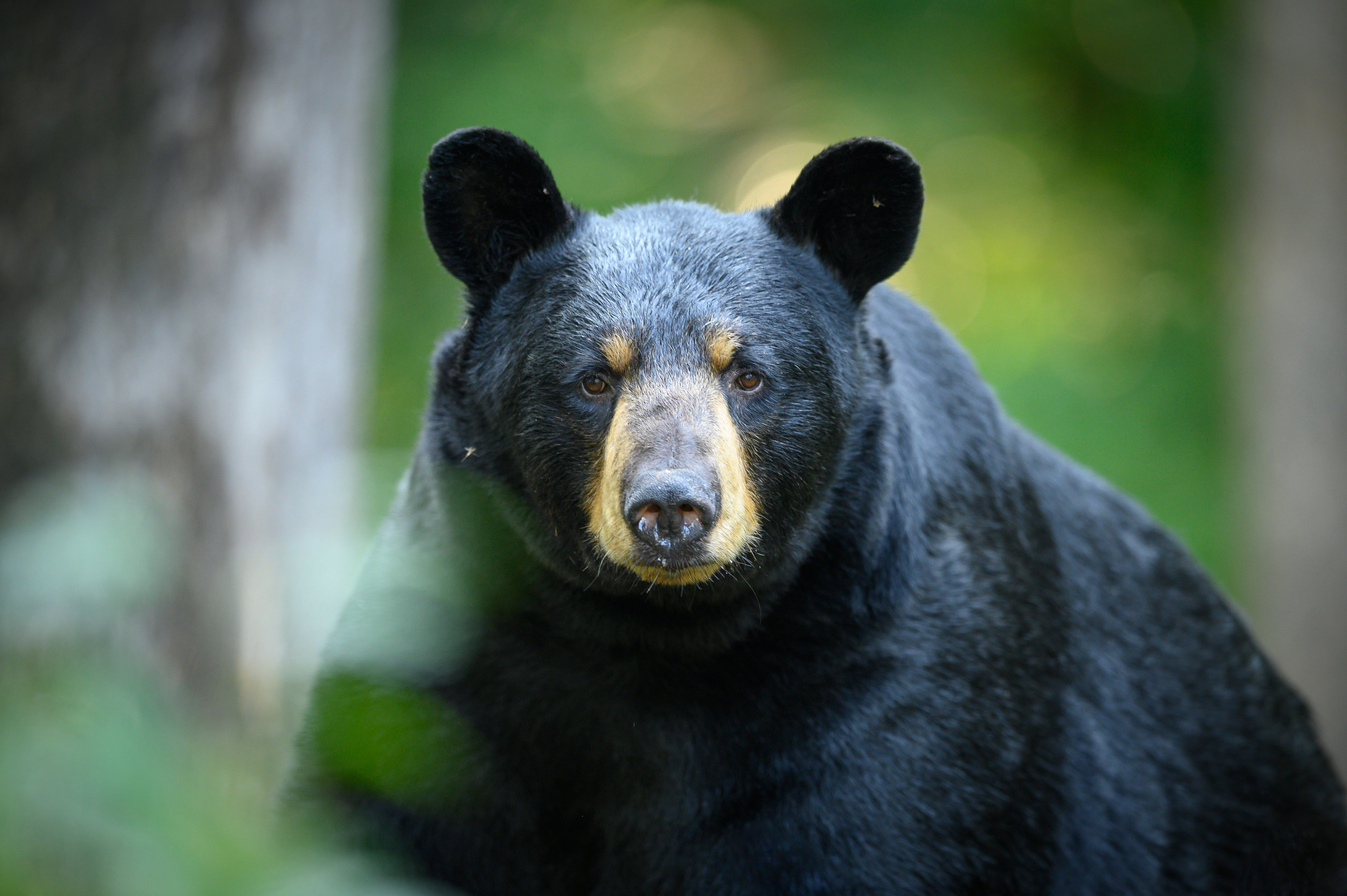 Large black bear spotted in Solebury Township, police say – NBC10 Philadelphia - Vimarsana News