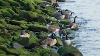 Why an NJ town plans on exterminating Canada geese at its park