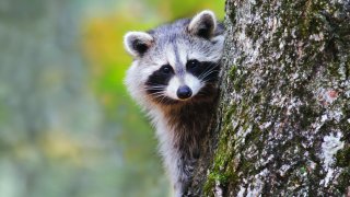 Portrait of Raccoon sitting on a tree and looking at camera