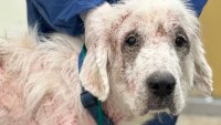 Nearly two dozen animals saved from Pa. home after being found in ‘horrific' conditions