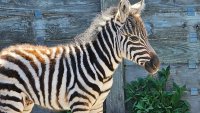 Cape May County Zoo welcomes newborn zebra foal