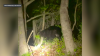 Black bear spotted roaming around Bucks County town