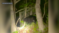 Black bear spotted roaming around Bucks County town
