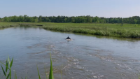 How a dolphin got stuck in a New Jersey creek- and what experts are doing to help