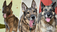 PSPCA seeks homes for neglected military or government working dogs