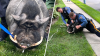 A-boar-able runaway pig oinking around captured by NJ police on Friday