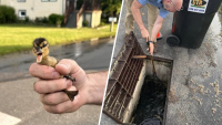 Ducklings recused from storm drain in South Jersey