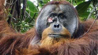 Rakus the orangutan