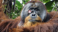 In a first, an orangutan was seen treating his wound with a medicinal plant