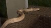 Large snake slithers into Bucks County home. Police searching for owner