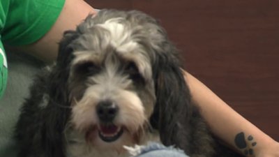 Clear the Shelters: Meet Bamboo